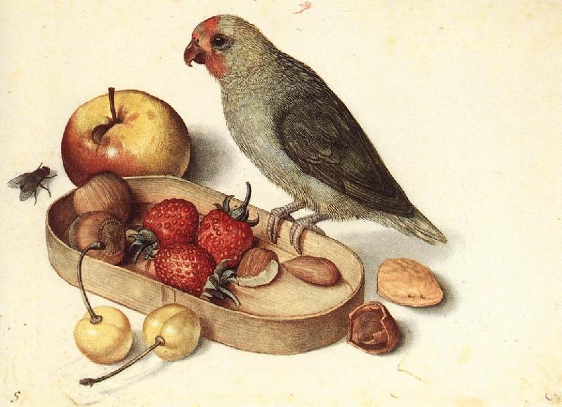 FLEGEL, Georg Still-Life with Pygmy Parrot dfg oil painting picture